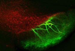 Inhibitory control of dopamine neurons. Dopamine neurons (red) and strongly inhibited by inputs from basal ganglia nuclei (green). Credit: Rebekah Evans/Zayd Khaliq