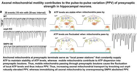 Axonal Mitochondria and PPV