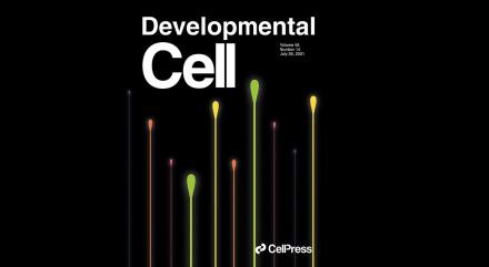 Cover art for the July 26 issue of the journal Developmental Cell, featuring an artist’s interpretation of microtubule dynamics.  