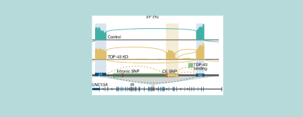 Plot showing location of cryptic exon included in UNC13A RNA when TDP-43 levels are reduced in the nucleus of the cell. 