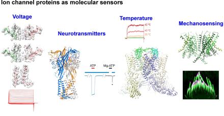 Ion Channels Proteins as Molecular Sensors