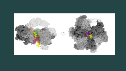 Two views of the modeled katanin hexamer  bound to a β-tubulin tail (yellow) with two poly-Glu branches (branch 1, green, six glutamates; branch 2, magenta, seven glutamates). See figure 3B in the publication for full information