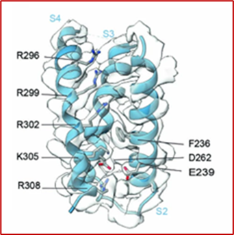 Mutations causing epileptic encephalopathy in humans mapped onto one monomer of Kv2.1, shown as a side view.