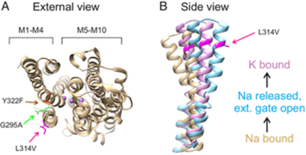 Positions important for cold adaptation mapped onto structures. (A) Positions important for cold adaptation (Fig. 4; Y322F, G295A, and L314V) mapped onto a pig Na+/K+ -ATPase α1 crystal structure (3WGV) ((40)). The amino acid at the first position corresponds to the cold-adapted residue, while the second letter corresponds to the warm-adapted position. The side chains shown are those from pig. The color scheme for these residues remains the same as in Fig. 4. (B) Position 314 mapped onto human α3 Na+/K+-ATP