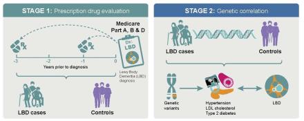 This project included a two-stage study design. Stage 1 involved a prescription drug evaluation using Lewy body dementia (LBD) cases and controls sampled from the US Medicare database. In Stage 2, genomic data were used to study the polygenic overlap between cardiovascular disease traits and LBD.