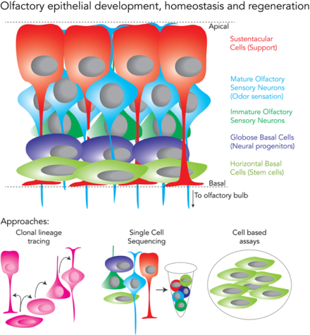 Olfactory epithelial development, homeostasis and regeneration
