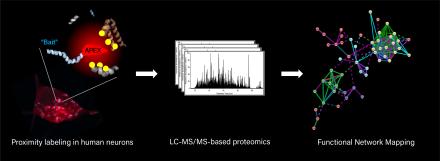 Summary of proteomics approach consisting of Proximity labeling followed by LC-MS/MS-based proteomics followed by functional network mapping