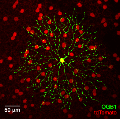 This figure shows a starburst amacrine cell (SAC) identified with a genetic marker (in a ChAT-tdTomato mouse)