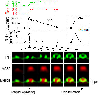 Figure 2. Real-time observation of rapid fusion pore opening and closure (Shin et al., Cell 173:934-945, 2018)