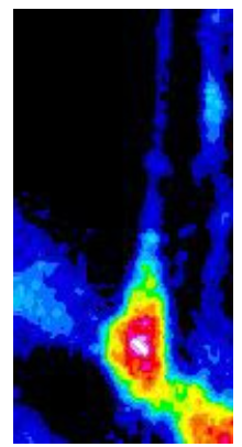 Spontaneous calcium transients in a migrating GnRH neuron. This example of endogenous calcium spiking is from a GnRH neuron migrating away from the midline cartilage in a nasal explant. Warmer colors indicate higher concentrations of calcium. Elapsed time, 26 minutes. This cell is from Figure 1 in Hutchins B.I., Klenke, U. and Wray S. (2013). Calcium release-dependent actin flow in the leading process mediates axophilic migration. Journal of Neuroscience.