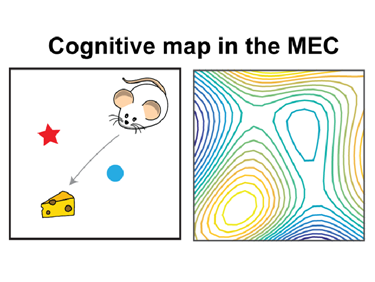 Cognitive Map in the NEC
