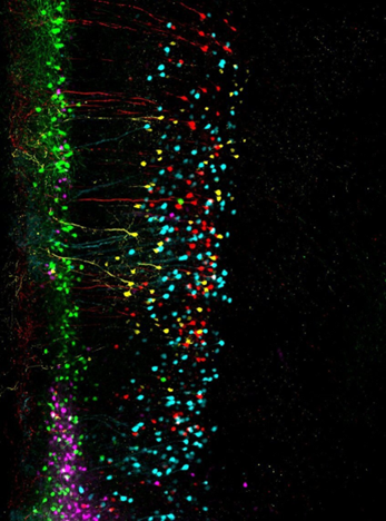 “Distinct populations of dynorphin-expressing projection neurons in the prefrontal cortex” by Sanne Casello and Huikun Wang from Hugo Tjeda’s group (NIMH).