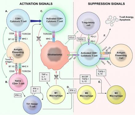 Illustration of activation and supression signals