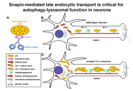 Snapin-mediated late endocytic transport is critical for autophagy-lysosomal function in neurons