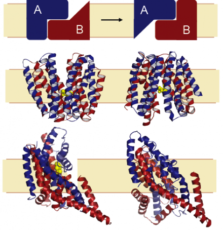 Figure showing the two alternate conformations of membrane transporters required to enable controlled transport of chemicals across cellular membranes. The top image is a schematic indicating how repeated elements change swap their shapes during that mechanism. Specific examples, of lactose permease (LacY, middle) and a glutamate transporter (GltPh, bottom) structures are shown. The two repeated elements are colored blue and red, and the helices of the proteins are represented as cartoons.