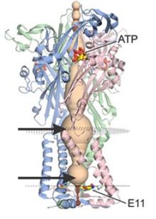 3D reconstruction of a P2X3 receptor channel with ATP bound. Ribbon representations of each subunit are colored blue, pink, and green. Location of lateral fenestrations at both extracellular and intracellular ends of the pore are indicated with arrows.