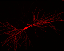 CA1 pyramidal neurons in mouse brain