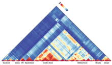 Similarity heatmap showing the transcriptomic architecture of the 87 cell clusters found in the marmoset CNS. 